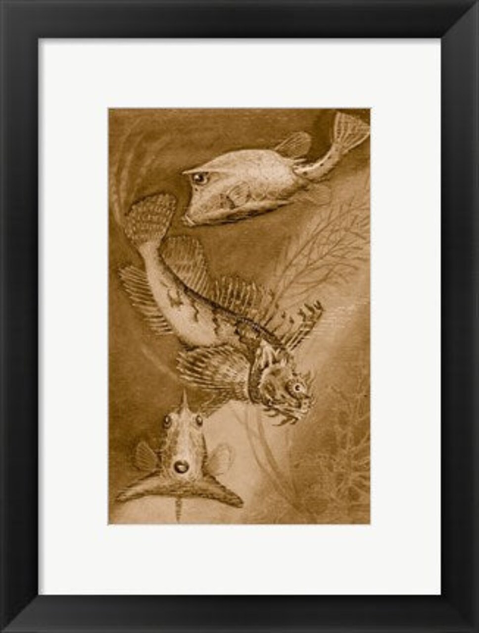 Framed Art Cow trunk fish, orange sea raven, common trunk fish Wall Decor 18x24 Artwork